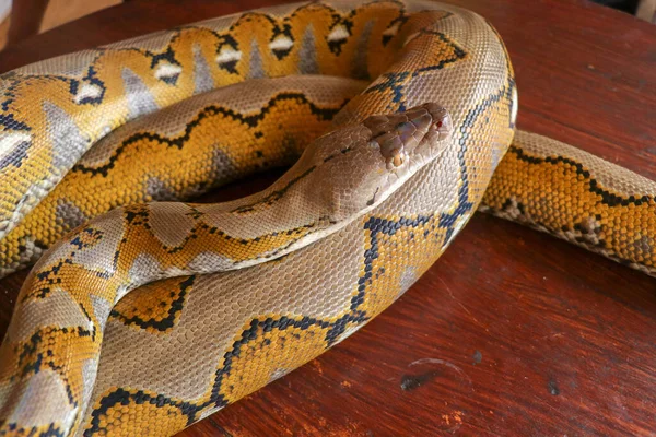 Ouro Python Amarelo Albino Cobra Com Bela Textura Amarela Padrão — Fotografia de Stock