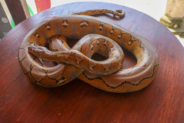 Albino Reticulado Python Python Cobra Amarelo Deitado Sobre Mesa Madeira — Fotografia de Stock