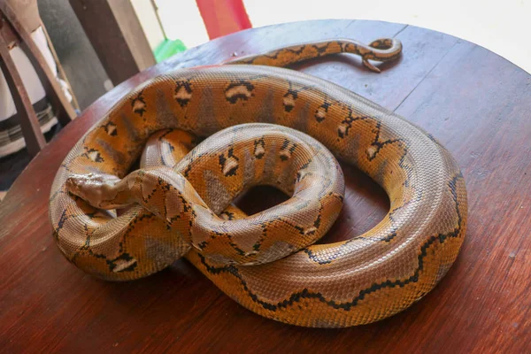 Pitone Reticolato Albino Serpente Pitone Giallo Sdraiato Sul Tavolo Legno — Foto Stock