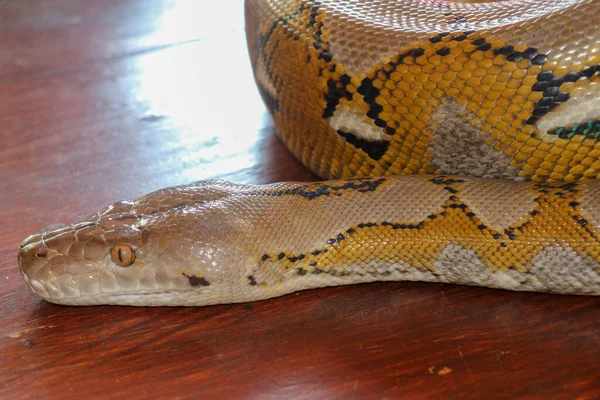 头部蟒蛇的黄色图案在桌边上 以蛇皮纹理的近景为背景 白化网状蟒蛇的肖像 漂亮的爬行动物国际蛇日 7月16日 — 图库照片