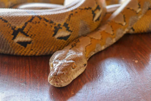 Portrait Serpent Python Réticulé Albinos Beau Reptile Journée Internationale Serpent — Photo
