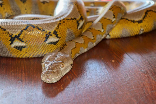 Egy Albínó Retikulált Piton Kígyó Portréja Gyönyörű Hüllő Nemzetközi Kígyó — Stock Fotó