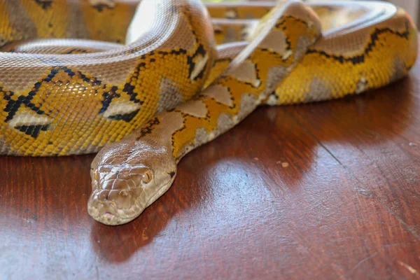 Retrato Uma Cobra Pitão Reticulada Albino Belo Réptil Dia Internacional — Fotografia de Stock