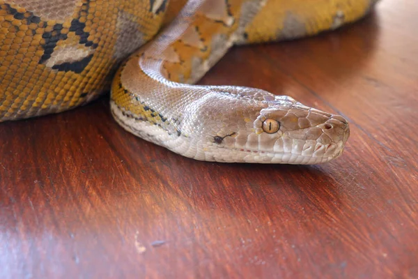 Padrão Amarelo Python Cabeça Uma Borda Mesa Close Textura Pele — Fotografia de Stock