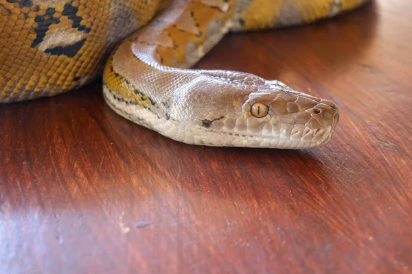 头部蟒蛇的黄色图案在桌边上 以蛇皮纹理的近景为背景 白化网状蟒蛇的肖像 漂亮的爬行动物国际蛇日 7月16日 — 图库照片