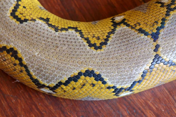 Close Textura Pele Cobra Usar Para Fundo Python Reticulado Uma — Fotografia de Stock