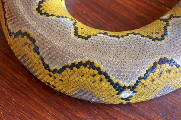 以蛇皮纹理的近景为背景 网状蟒蛇是原产于南亚和东南亚的一种无毒蛇 宏观照片背景为蟒蛇皮 花纹蛇皮 — 图库照片