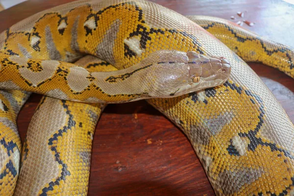 Albino Reticulated Python Python Snake Yellow Lying Wooden Table Close — Stock Photo, Image