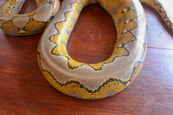 白化网状蟒蛇 蟒蛇黄色躺在木制桌子上 大蟒蛇或皇家蟒蛇的特写是一种无毒的大型蛇 花纹蛇皮抽象纹理 — 图库照片