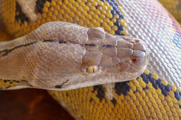 Retrato Una Serpiente Pitón Reticulada Albina Hermoso Reptil Día Internacional —  Fotos de Stock