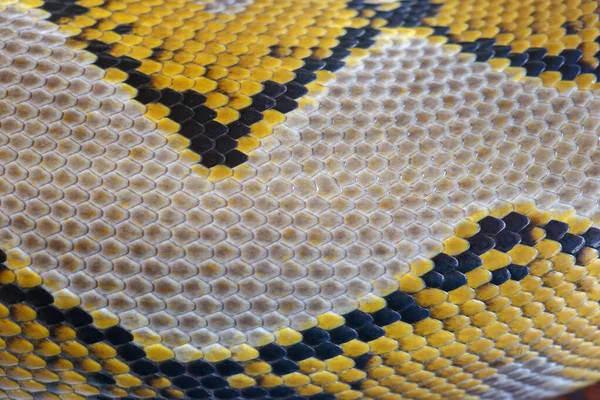 以蛇皮纹理的近景为背景 网状蟒蛇是原产于南亚和东南亚的一种无毒蛇 宏观照片背景为蟒蛇皮 花纹蛇皮 — 图库照片