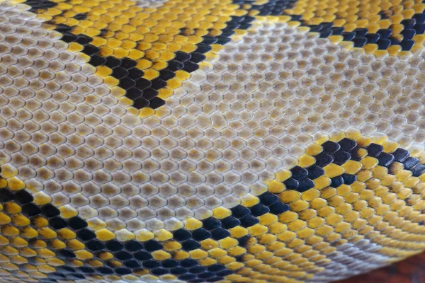 Close Textura Pele Cobra Usar Para Fundo Python Reticulado Uma — Fotografia de Stock