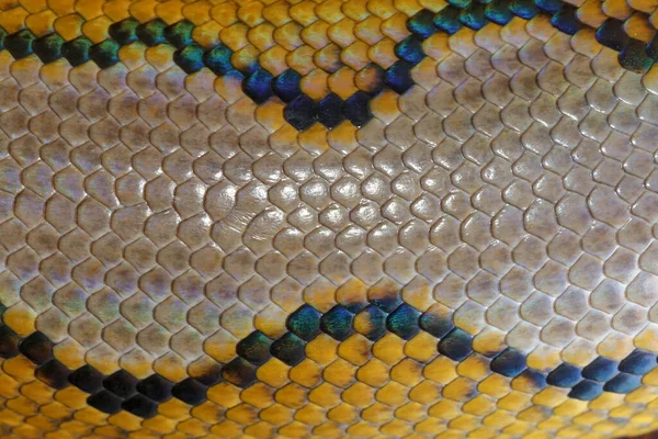 Close up of snake skin texture use for background. reticulated python is non venomous snake native to South and Southeast Asia. Macro photo python snake skin for background. Pattern Boa Snake skin.