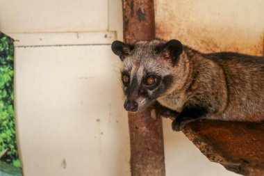 Palm Civet Luwak 'ın yüz yüze görüşü. Paradoxurus hermafroditus doğrudan kamera lensine bakıyor. Şirin misk kedisi dinleniyor ve can havliyle etrafa bakıyor. Asyalı Palm Civet 'in tahtaya uzanmış hali..