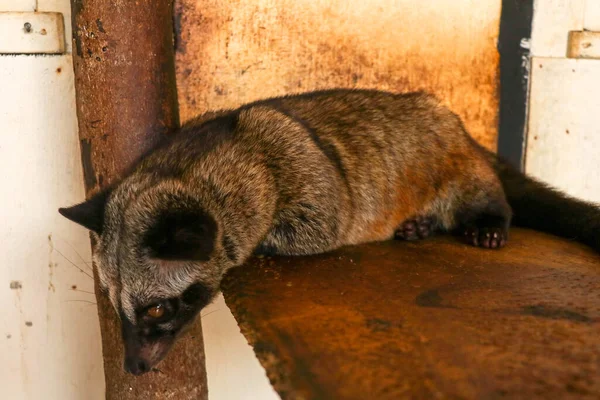 Brown Female Asian Palm Civet Resting Board Leaning Wooden Pole — Stock Photo, Image