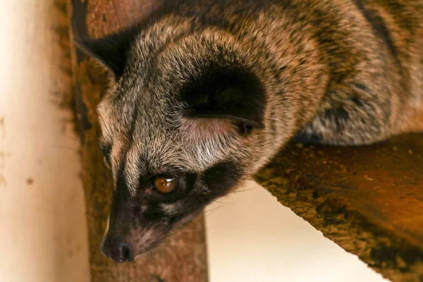 Front view to face of Palm Civet Luwak. Paradoxurus hermaphroditus looks directly into the camera lens. Cute civet is resting and looking around boredly. Close up of Asian Palm Civet lying on wood.