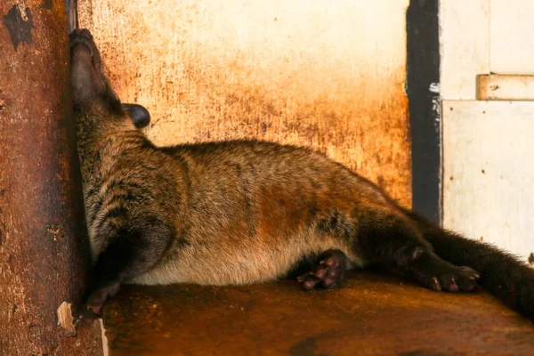 茶色の女性アジアのパームシベット木製の棒にもたれてボード上に休んでいます かわいいParadoxurus Hermaphroditusは インドネシアのバリにあるコーヒールワク農場にあります Luwakコーヒーは最も高価なコーヒーです — ストック写真