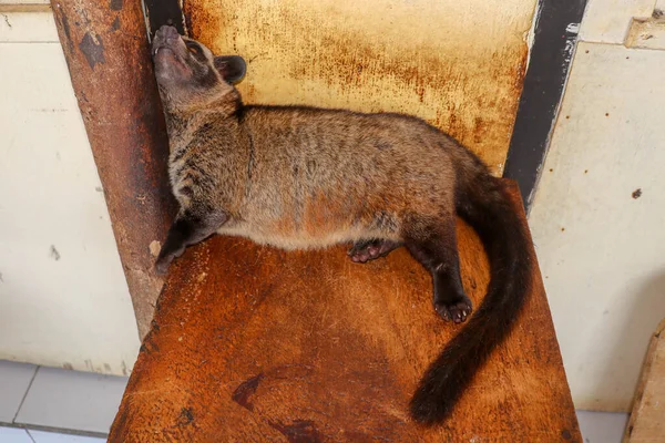 Civet Palmier Asiatique Femelle Brune Reposant Sur Une Planche Appuyée — Photo