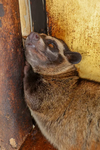 Front view to face of Palm Civet Luwak. Paradoxurus hermaphroditus looks directly into the camera lens. Cute civet is resting and looking around boredly. Close up of Asian Palm Civet lying on wood.