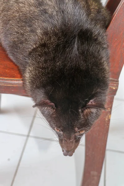 Siyah Erkek Luwak Bali Bir Kafede Tahta Bir Sandalyede Uzanıyor — Stok fotoğraf