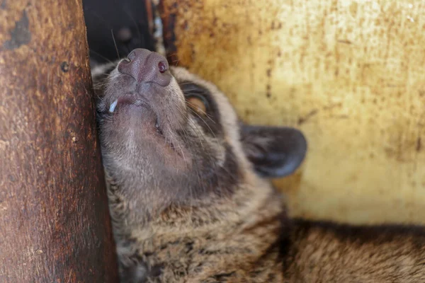 Front View Face Palm Civet Luwak Paradoxurus Hermaphroditus Looks Directly — Stock Photo, Image