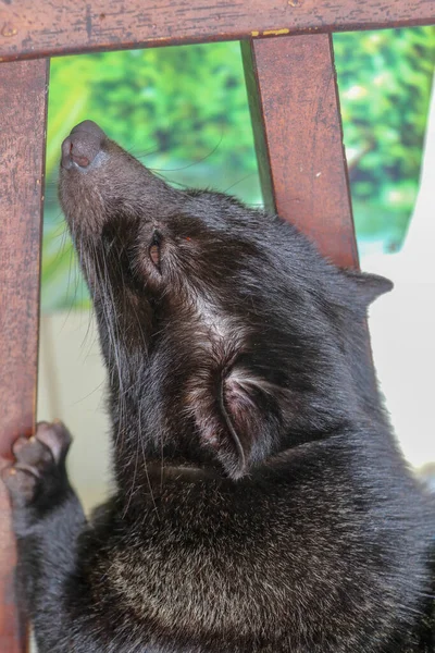 Close Palm Civet Luwak Deitado Uma Cadeira Madeira Café Bali — Fotografia de Stock