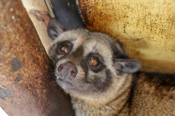 Front view to face of Palm Civet Luwak. Paradoxurus hermaphroditus looks directly into the camera lens. Cute civet is resting and looking around boredly. Close up of Asian Palm Civet lying on wood.