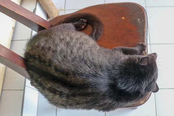 Czarny Mężczyzna Luwak Śpi Drewnianym Krześle Kawiarni Bali Luwak Civet — Zdjęcie stockowe