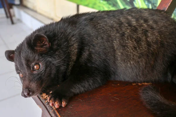 Homme Noir Luwak Couché Reposant Sur Une Chaise Bois Dans — Photo