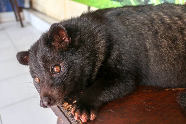 Homme Noir Luwak Couché Reposant Sur Une Chaise Bois Dans — Photo