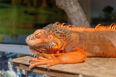 Tahtadaki kırmızı iguana portresi. Kafaya ve bacaklı vücudun önüne odaklan. Yakın plan, kırmızı iguananın yüzü. İguana Kırmızısı, tropikal bölgelere özgü otobur kertenkele cinsidir..