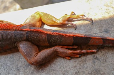 Arka bacağa uzun keskin tropikal sürüngen Red Iguana pençeleriyle yaklaş. Pul pul derili bacağa odaklan. Kırmızı, turuncu, sarı ve mavi tonlarda cilt. Kırmızı, otçul kertenkele cinsidir..