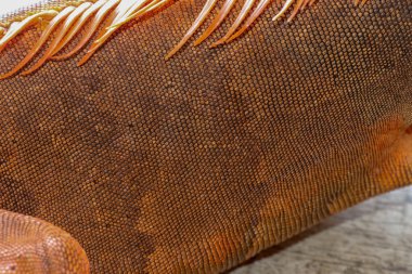 Tropik bir sürüngen olan Red Iguana 'nın pullu derisini kapatın. Projen için en iyi ve harika geçmiş. Makro renkli egzotik iguana derisi. Kırmızı, turuncu, sarı ve mavi tonlarda cilt.