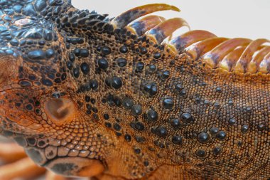 Tropik bir sürüngen olan Red Iguana 'nın pullu derisini kapatın. Projen için en iyi ve harika geçmiş. Makro renkli egzotik iguana derisi. Kırmızı, turuncu, sarı ve mavi tonlarda cilt.