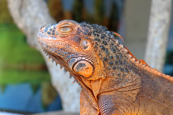 Tahtadaki Kırmızı Iguana Portresi Kafaya Bacaklı Vücudun Önüne Odaklan Yakın — Stok fotoğraf