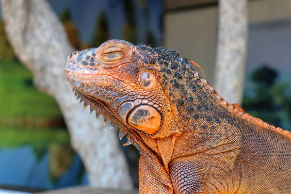 Meraklı Iguana Sürüngeninin Yakın Plan Portresi Renkli Egzotik Iguana Portresi — Stok fotoğraf