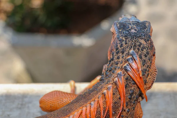 Portrait Top View Red Iguana Focus Head Close Portrait Curious — Stock Photo, Image