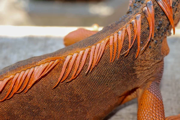 Close Scaly Skin Tropical Reptile Red Iguana Best Amazing Background — Stock Photo, Image
