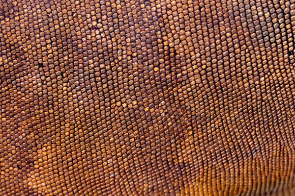 熱帯の爬虫類レッドイグアナのうろこ状の皮膚を閉じます あなたのプロジェクトのための最高の素晴らしい背景 カラフルなエキゾチックなイグアナのマクロ写真肌 オレンジ 青の色調の肌 — ストック写真