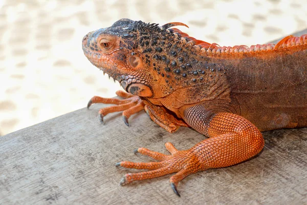 Portrait Side View Red Iguana Wood Focus Head Front Body — Stock Photo, Image