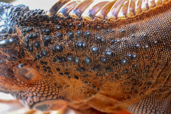 Close up of the scaly skin of a tropical reptile Red Iguana. Best and amazing background for your project. Macro photo skin of colorful exotic iguana. Skin in red, orange, yellow and blue tones.