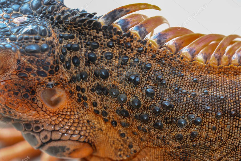 Primer plano de la piel escamosa de un reptil tropical Iguana Roja. Los ...