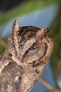 Genç, uzun kulaklı bir baykuş bir dala oturmuş kameraya bakıyor. Şirin Asio Otus. Güneş ışığının altında bulanık bir arka planı olan genç bir baykuşun yakın çekimi..