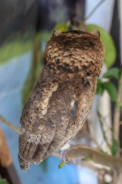 Young Little Long Eared Owl Sitting Branch Looking Camera Cute — Stock Photo, Image