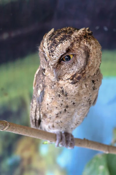 Young Little Long Eared Owl Sitting Branch Looking Camera Cute — Stock Photo, Image