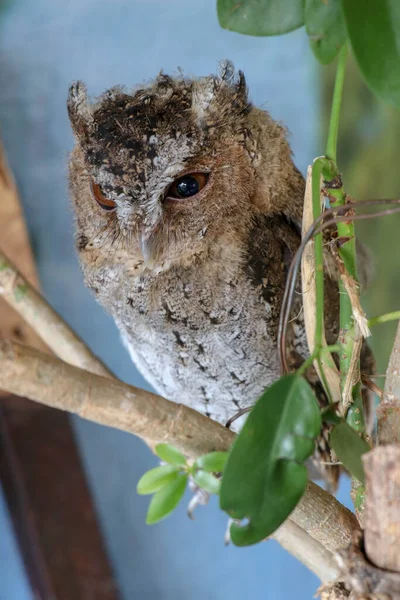 一只年轻的长毛猫头鹰坐在树枝上看着摄像机 可爱的Asio Otus 一只年轻猫头鹰站在阳光下的树枝上的特写镜头 背景模糊不清 — 图库照片