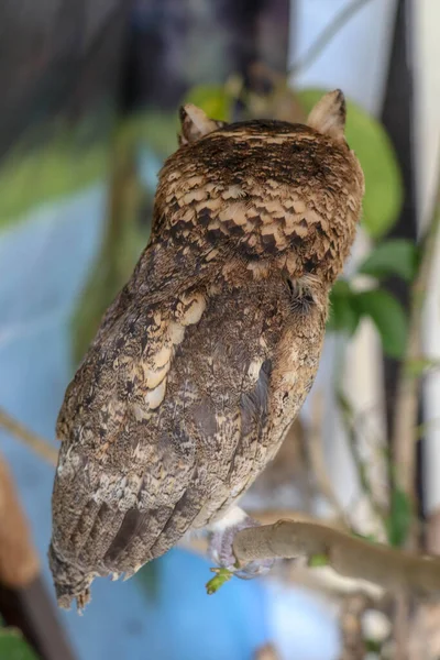 一只年轻的长毛猫头鹰坐在树枝上看着摄像机 可爱的Asio Otus 一只年轻猫头鹰站在阳光下的树枝上的特写镜头 背景模糊不清 — 图库照片