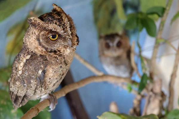 Porträt Zweier Niedlicher Junger Uhus Zwei Eulen Sitzen Auf Einem — Stockfoto