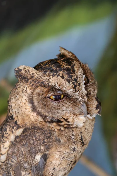 Eine Junge Kleine Langohreule Sitzt Auf Einem Ast Und Blickt — Stockfoto