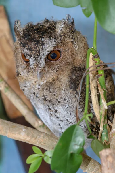 一只年轻的长毛猫头鹰坐在树枝上看着摄像机 可爱的Asio Otus 一只年轻猫头鹰站在阳光下的树枝上的特写镜头 背景模糊不清 — 图库照片